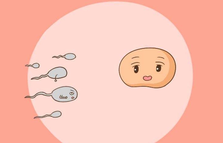 试管移植女性右侧宫角粘连影响胚胎着床吗有影响先治疗可提高成功率