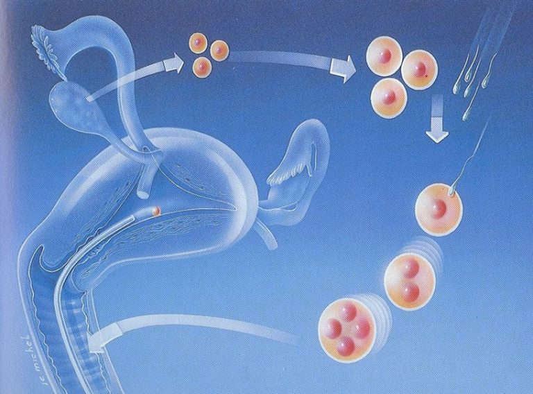 鲜胚移植后不容易着床是为什么，有可能是内膜和胚胎质量的问题