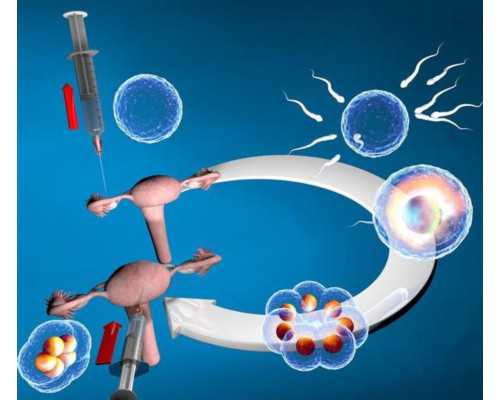 国内代生在哪找,试管移植后要卧床多久(试管婴儿取卵越多*率越高)